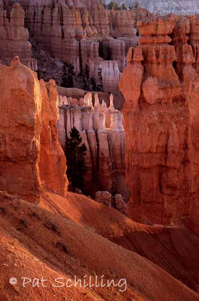 Bryce Hoodoos