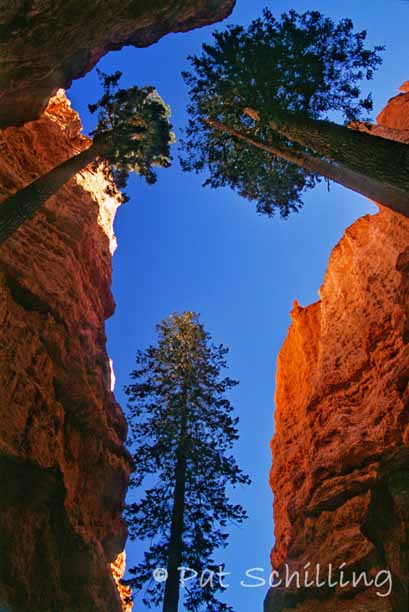 Bryce Looking Up